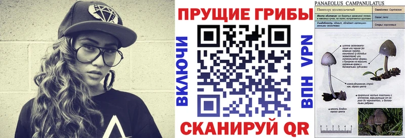 Псилоцибиновые грибы Cubensis  Ермолино 
